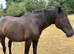 17hh gelding