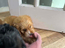 Cockerpoo puppy&rsquo;s