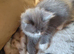 Beautiful ragdoll x Persian female