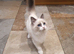 Beautiful GCCF Registered Ragdoll Kitten.