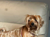 5 years old golden Yorkie female