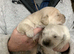 Golden retriever puppies