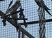 Adorable Cockatiels for sale and cages