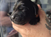 KC registered Labrador puppies