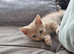 8 weeks old Ginger boys looking for a new home