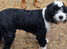 I have a 18 month old male tibetan terrier