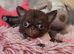Xx Quality chihuahua longcoat puppies Xx