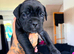 Cane corso x North American mastiff
