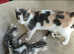 Velcro Silver Rossetes Parti Bengal Kittens