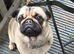Bonded Pair Female Pugs