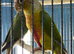 Baby conure Glasgow