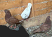 Pigeons for sale