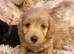 Daxipoo pups looking for there forever homes