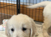 KC Old English Cream Golden Retriever Puppies