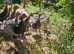 Turkey poults unsexed
