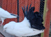 Fantail black tail pigeon pair for sale.