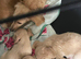 READY NOW LH mini cream dachshund