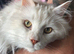 Maine Coon Male