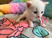 5 beautiful kittens