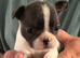 REDUCED £750 LAST 2 French Bulldog pups