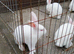 New Zealands and crossbred Rex/NZ agoutis