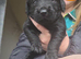Gorgeous labradoodle puppies (75% lab)