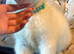 4 Beautiful White Husky Puppies Ready for Their Forever Homes