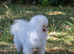 7-month-old Pomeranian boy looking for his loving new home.