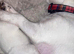 Adorable Jack Russell puppies