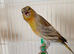 One baby siskin mule cock bird