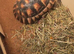 Sid