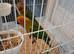 Hand reared sun conures very tame ready now