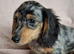 Gorgeous longhaired miniature dachshund - silver dapple boys