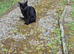 My cat needs a home