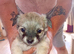 Chihuahua puppies