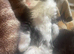 Turkish angora kittens