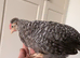 Crested Cream Legbar growers 2 males available