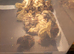 Jumbo quails chick's and white buttons