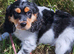 Lovely cockapoo x cockailer puppies for sale
