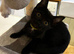 Pretty female kitten