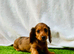 Miniature long haired dachshund