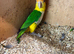 White bellied Caquire x2 males