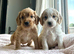 2 boys , 1 girl cockapoo puppies ready to leave us from 13th June