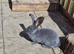Pure giant continental rabbits