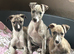 beautiful kc reg male whippet pup