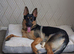 Beautiful German shepherd female