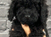 6 ABSOLUTELY STUNNING JET BLACK MINIATURE POODLES
