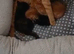 Baby kittens looking for love