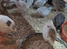 Snow flakes bob whites quail