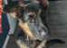 Male German shepherd